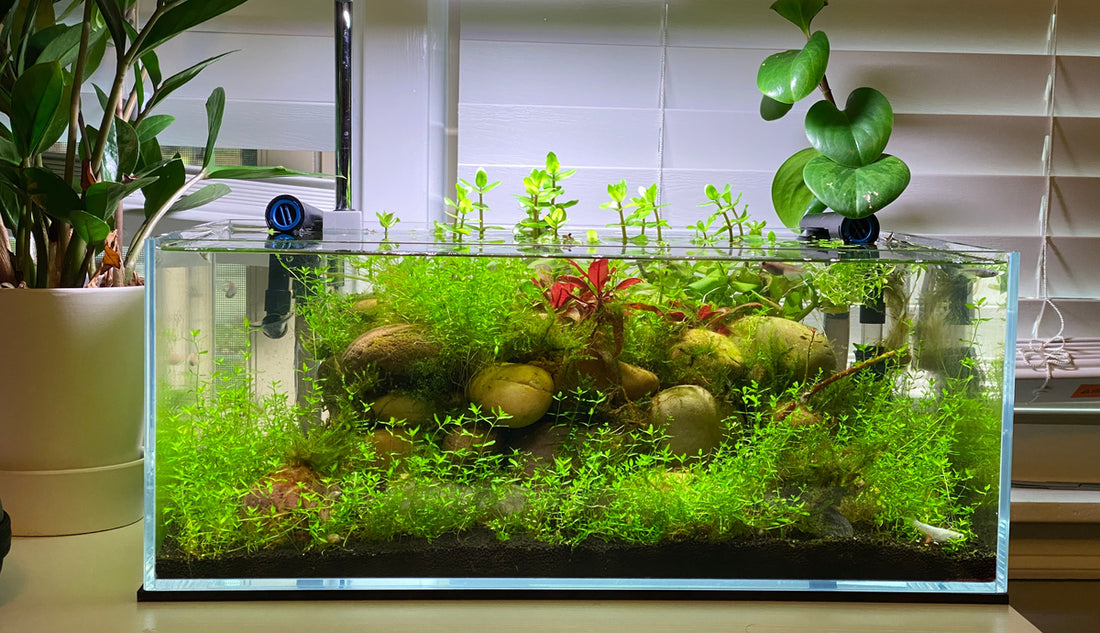 The Benefits of Live Aquatic Plants in Your Aquarium