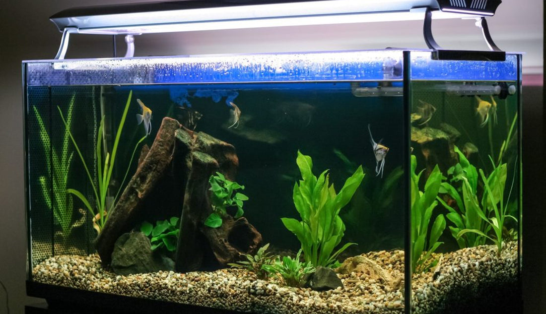 Essential Tips for Moving an Aquarium Safely
