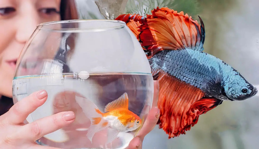 Choosing the Right Food for Your Fish’s Health