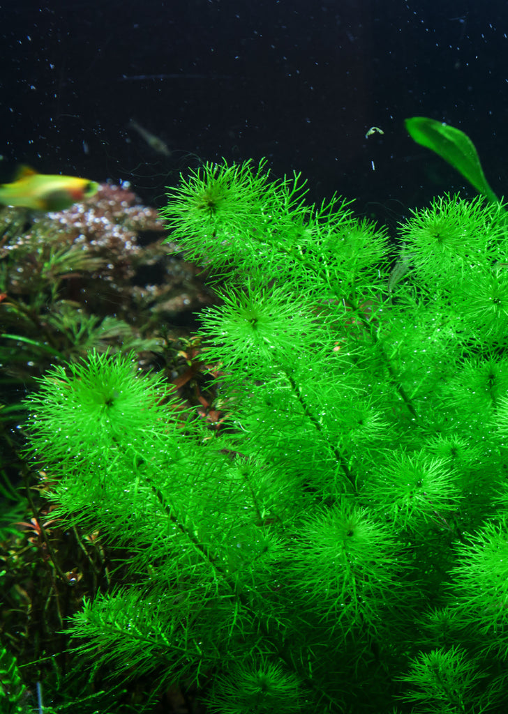 1-2-Grow! Myriophyllum 'Guyana'
