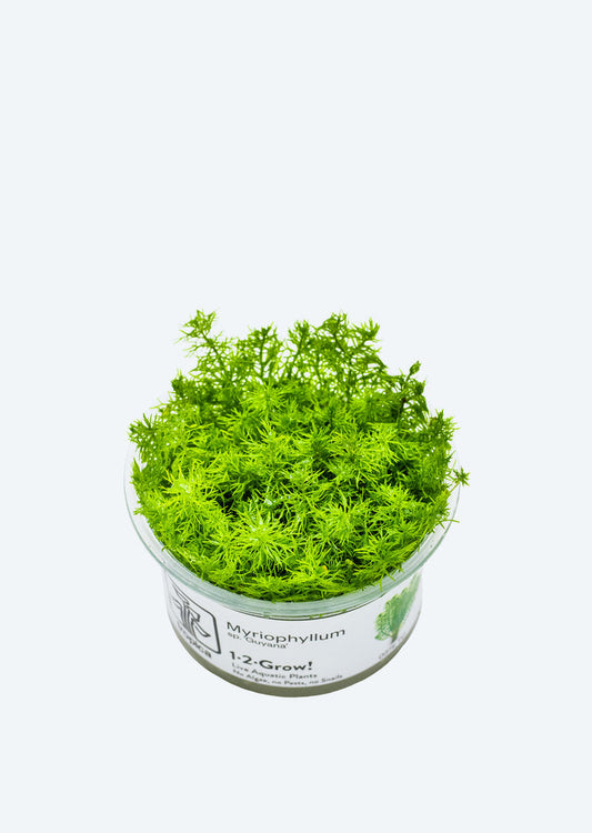 1-2-Grow! Myriophyllum 'Guyana'