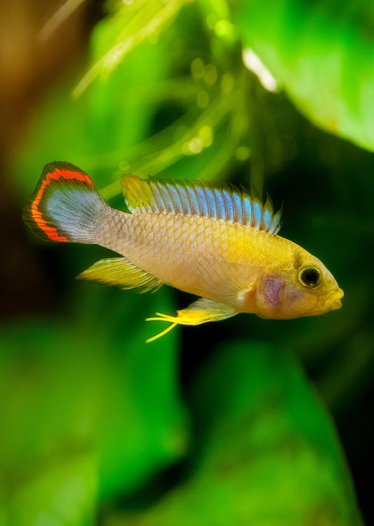 Apistogramma Pandourini